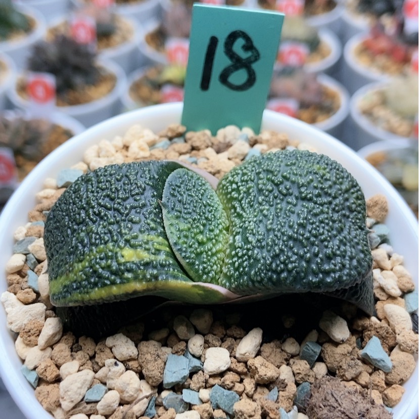 【闪购商品】漠**杨18军配珍珠卧牛