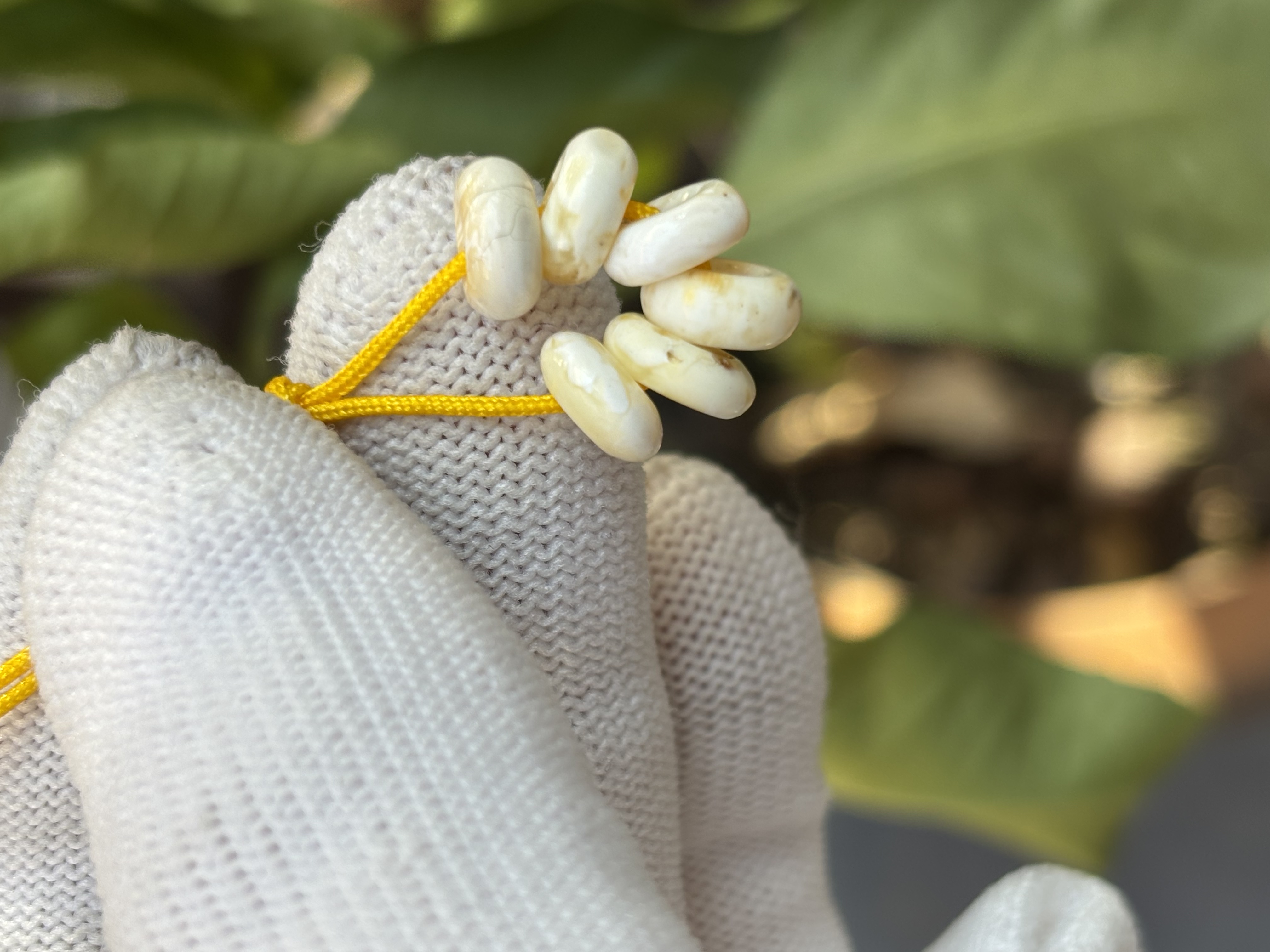 4022天然蜜蜡琥珀白蜡拉环小环配饰