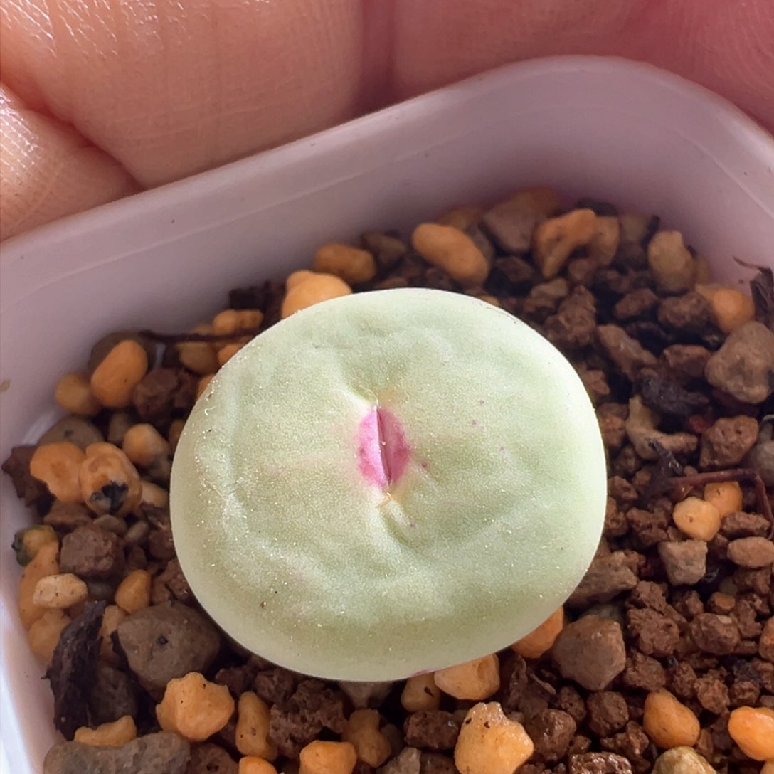 867。编号丢失红嘴。多肉