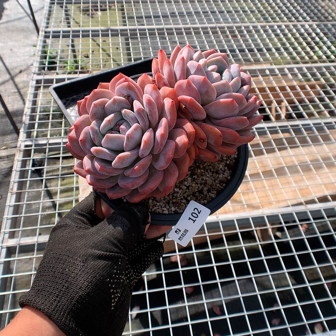 102梦露多肉植物666