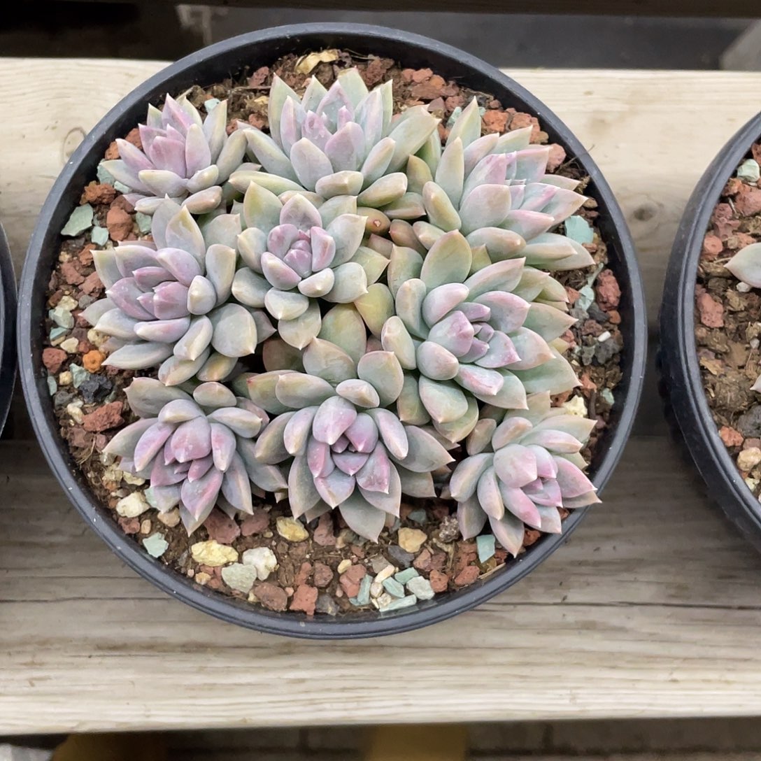 不知道是什么，反正好看