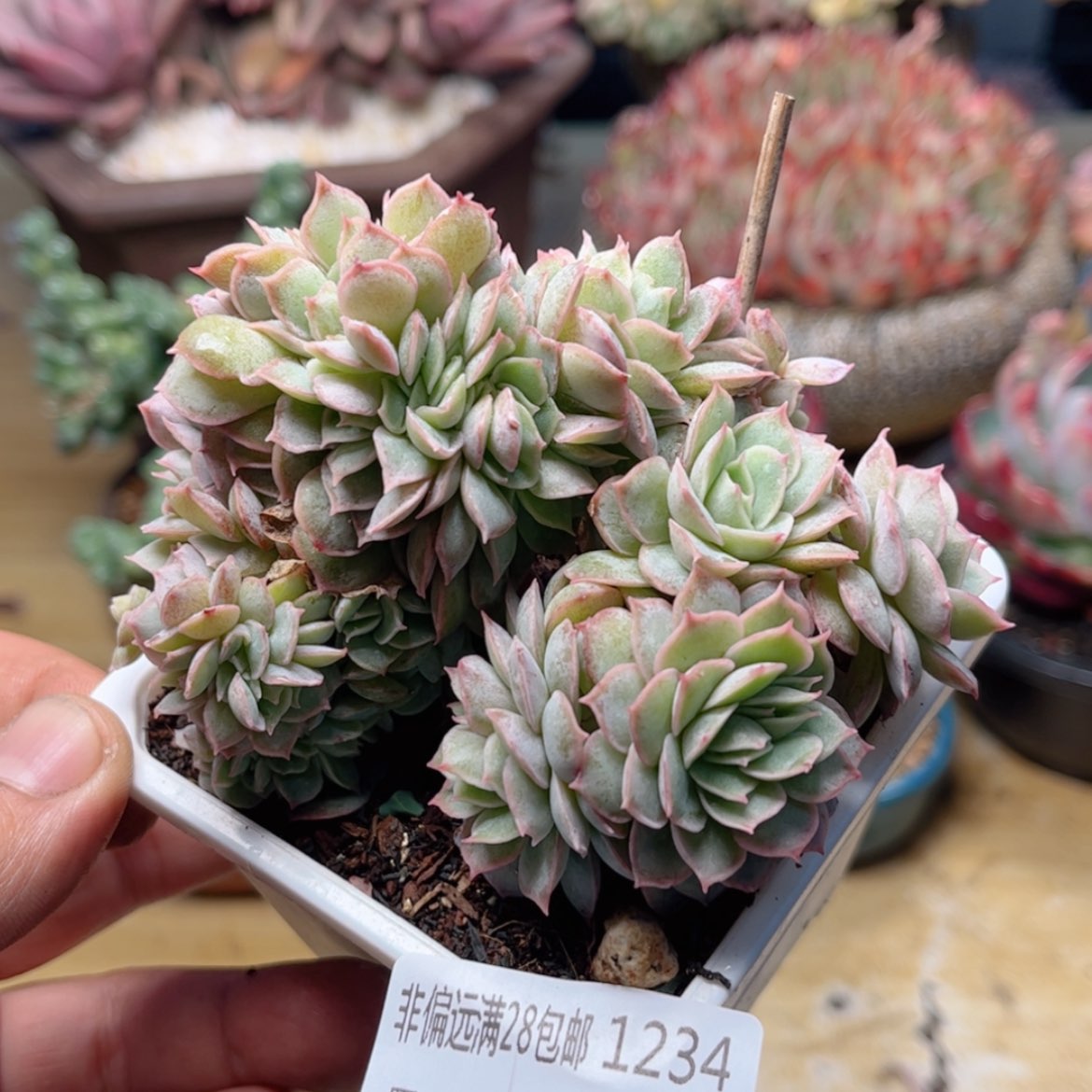 【闪购商品】1234昂斯诺缀