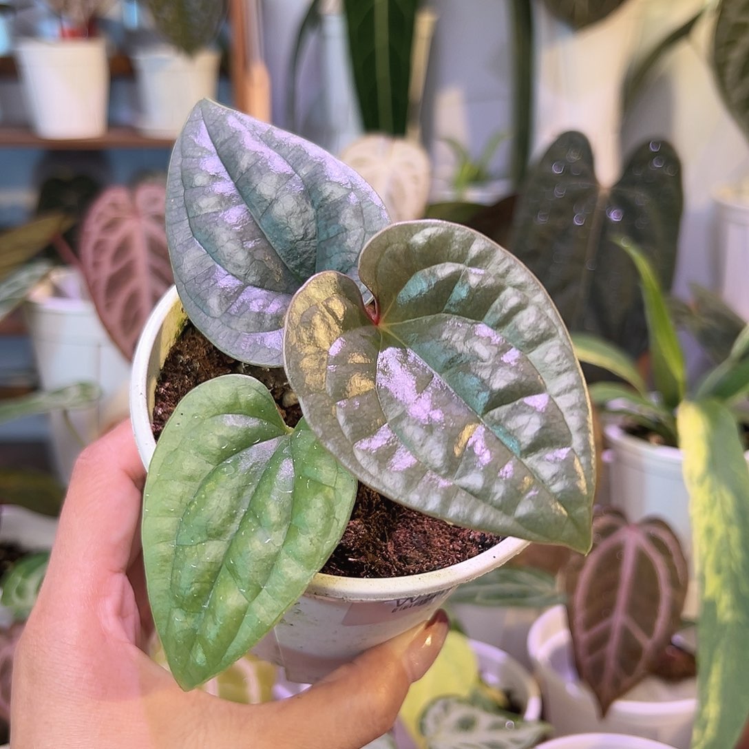 无花朵原种黑奢籽播W104