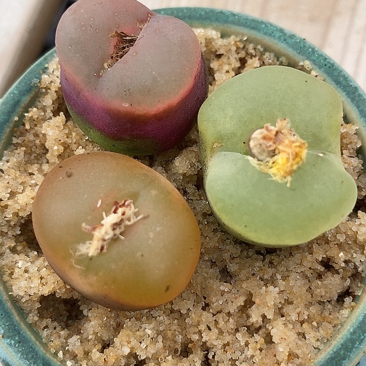 23538一组三颗冰魄