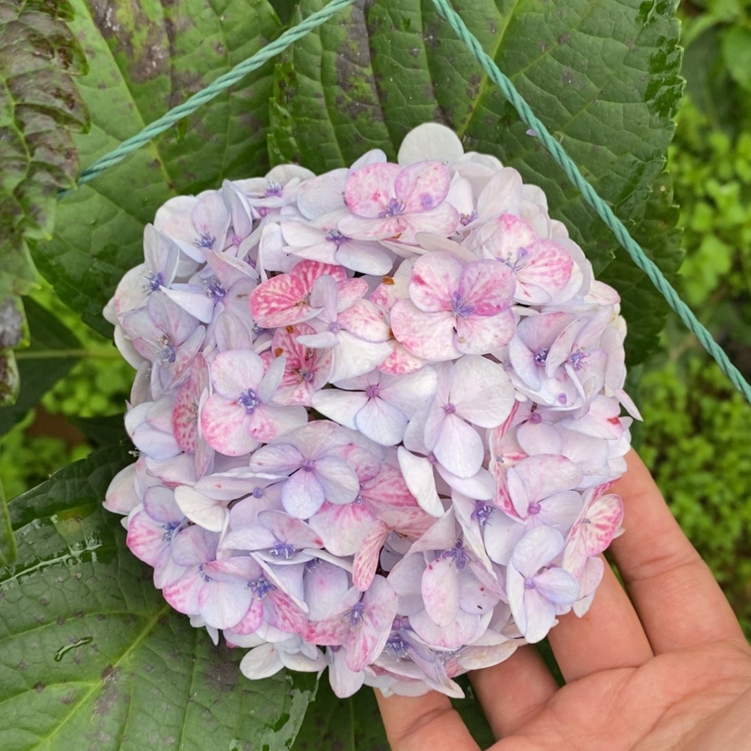 加购256号绣球/有色差介意勿拍/3单正价包邮冷链/偏远补运费发德