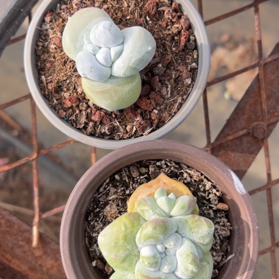 用****1谢谢姐姐～一物一拍7767