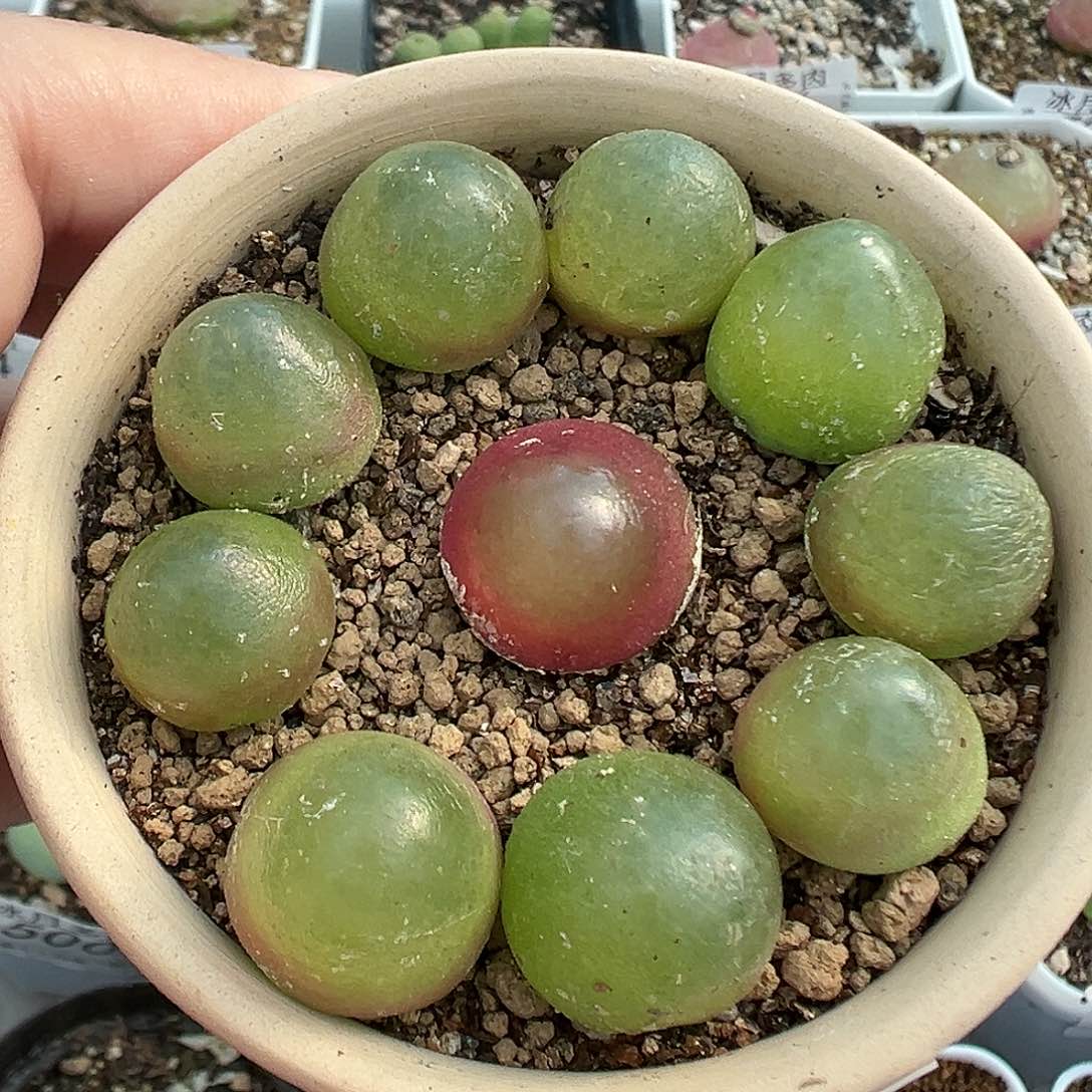 495灯泡裸根发货