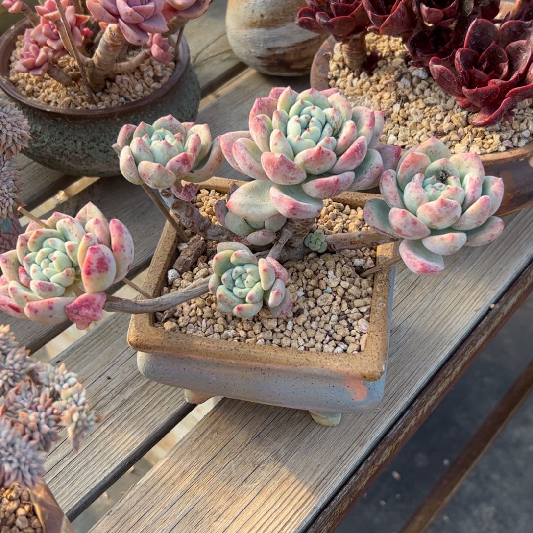 望舒18 零零多肉植物