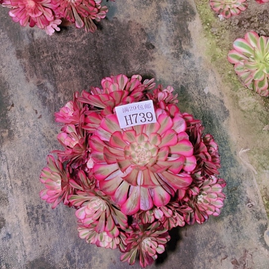 739红铜白多肉植物