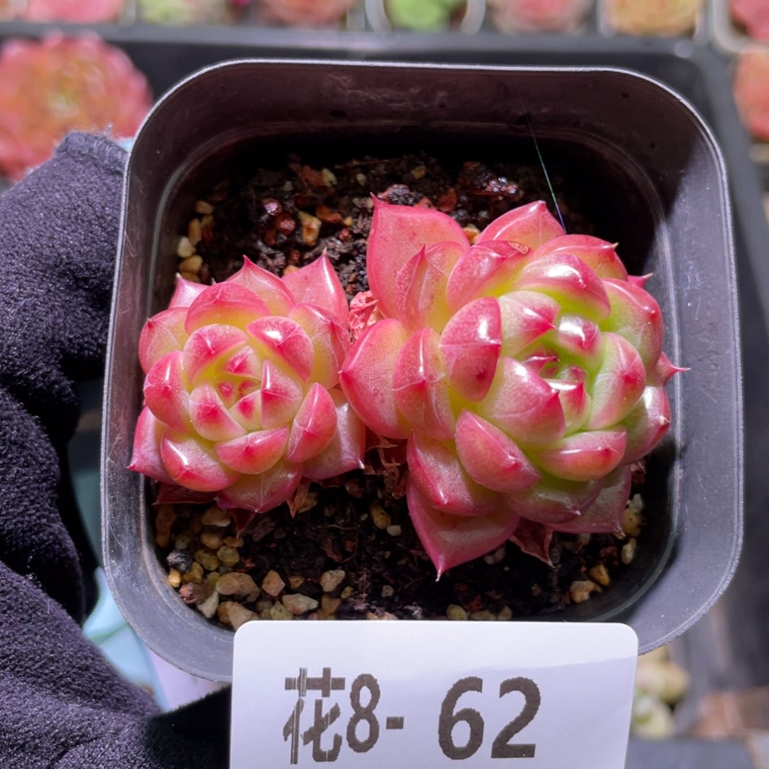 花利美8-62麦秆带仔