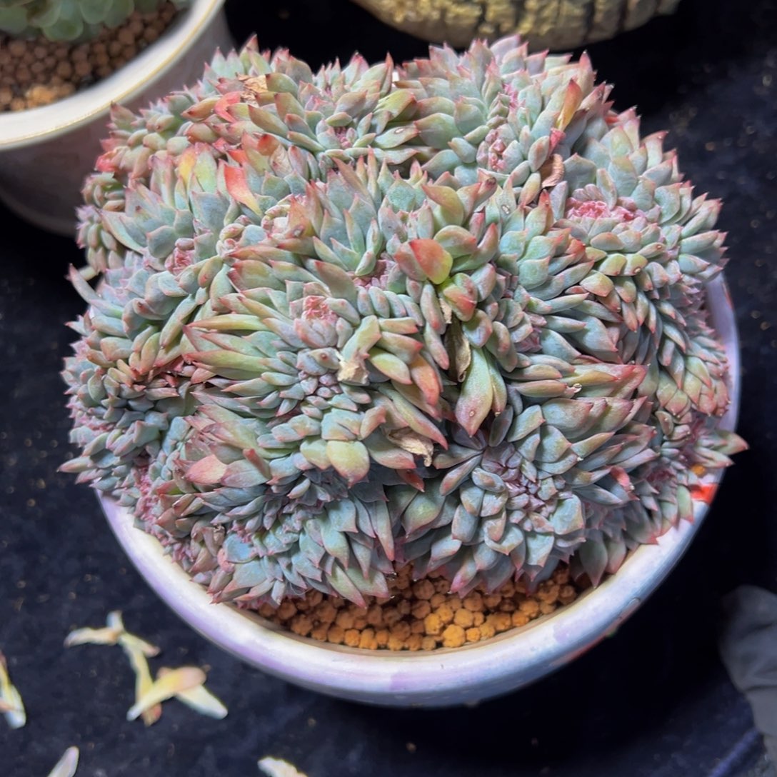 水蜜桃冰魄缀天天开心