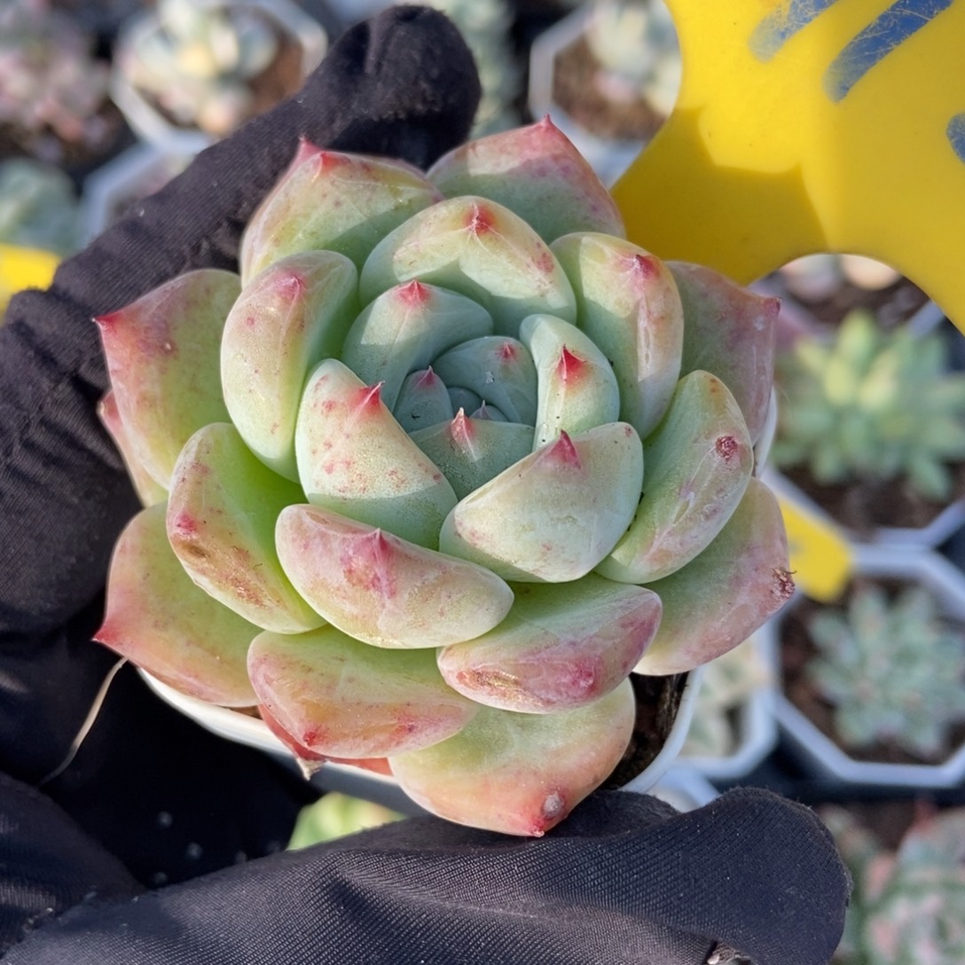 912白拉糖多肉植物多肉