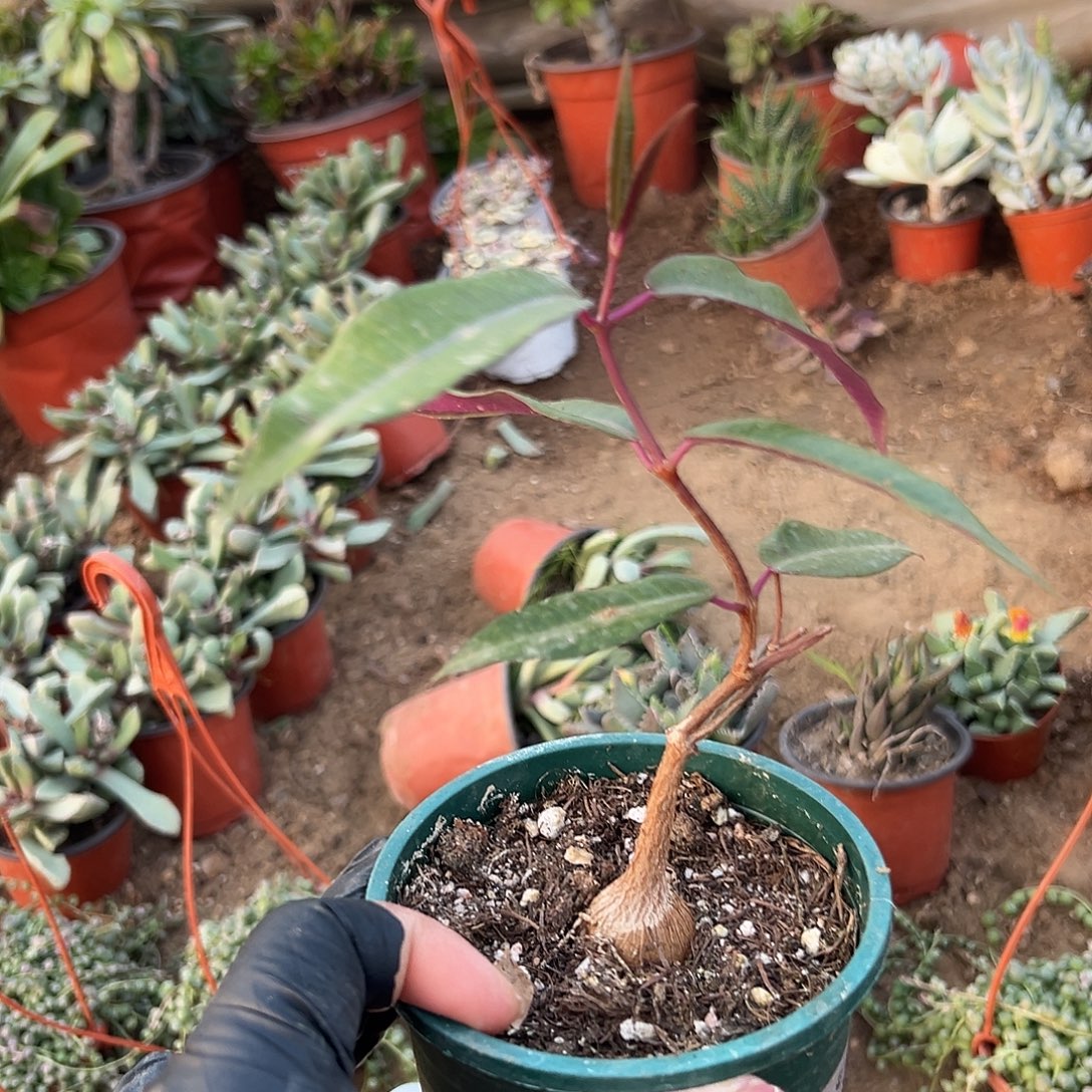 多肉植物紫背罗摩