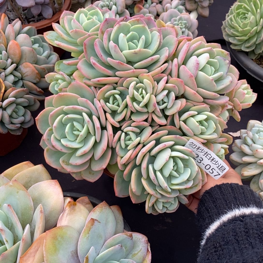 两单包邮1223-57白月光