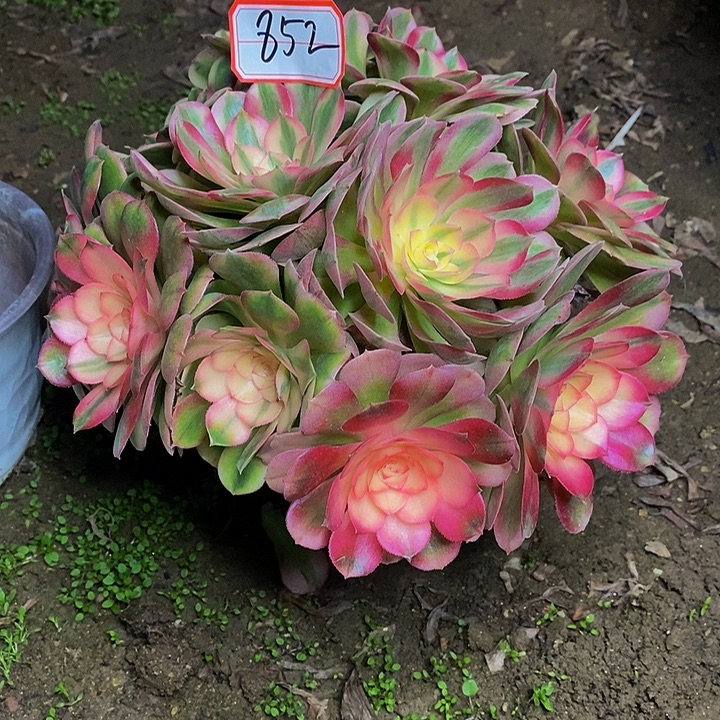 荔枝老桩法师852号