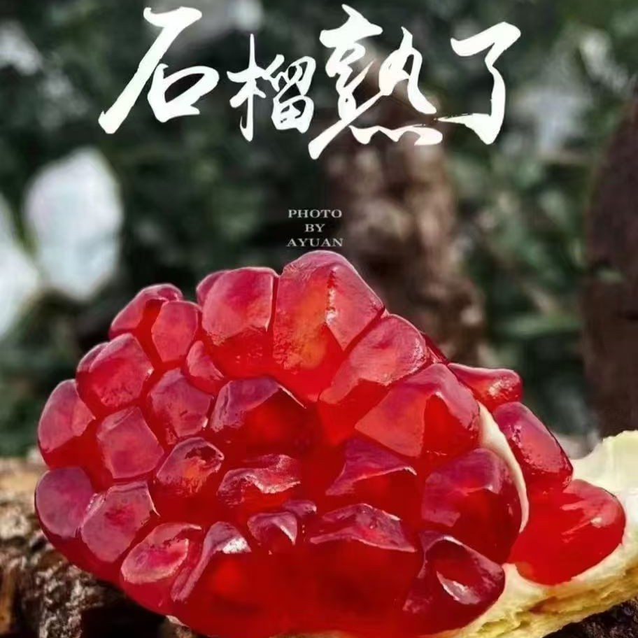 四川大凉山突尼斯软籽石榴软籽大石榴新鲜当季水果爆汁不吐籽