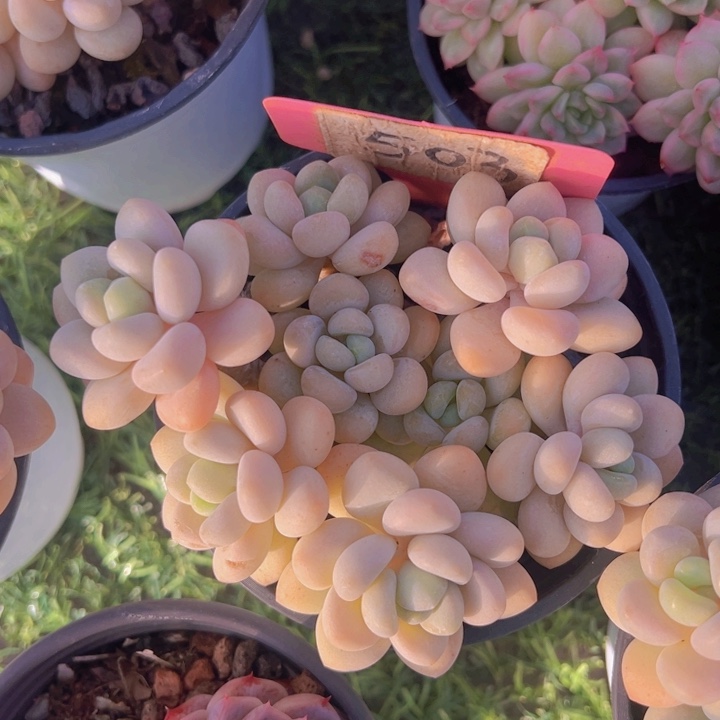 健健康康平平安安