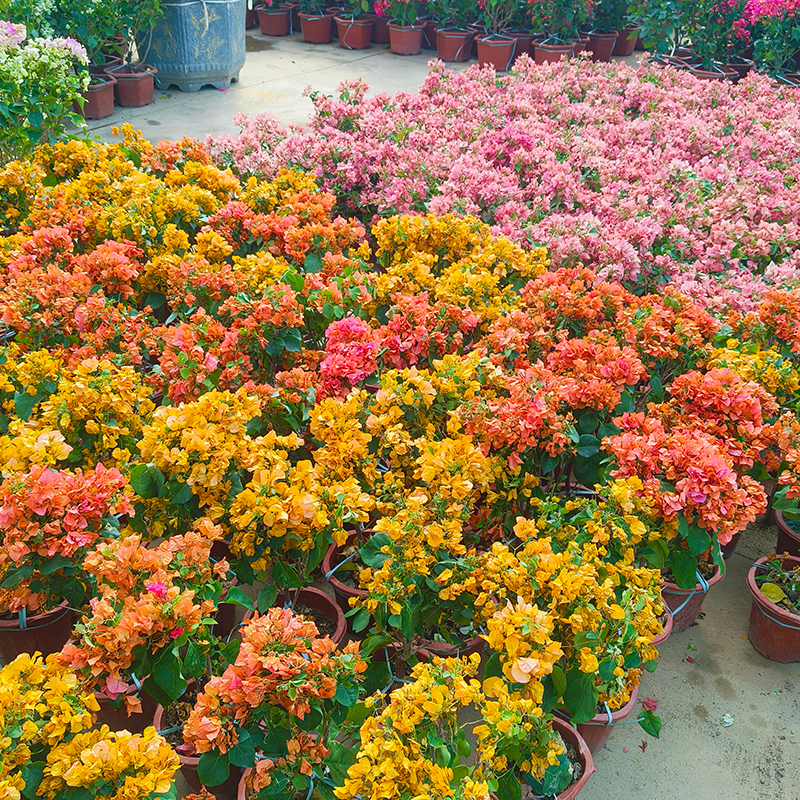 三角梅大苗绿樱马斯庭院阳台