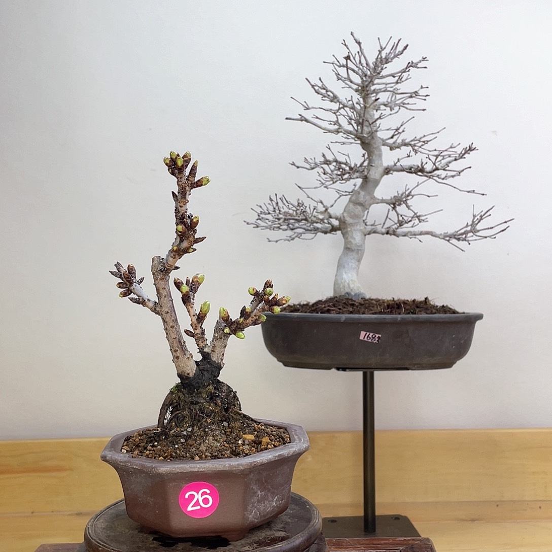 木本旭山樱花盆栽