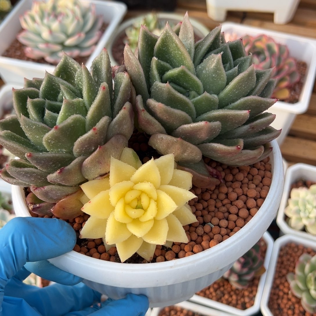 东云锦，阴阳锦160口盆