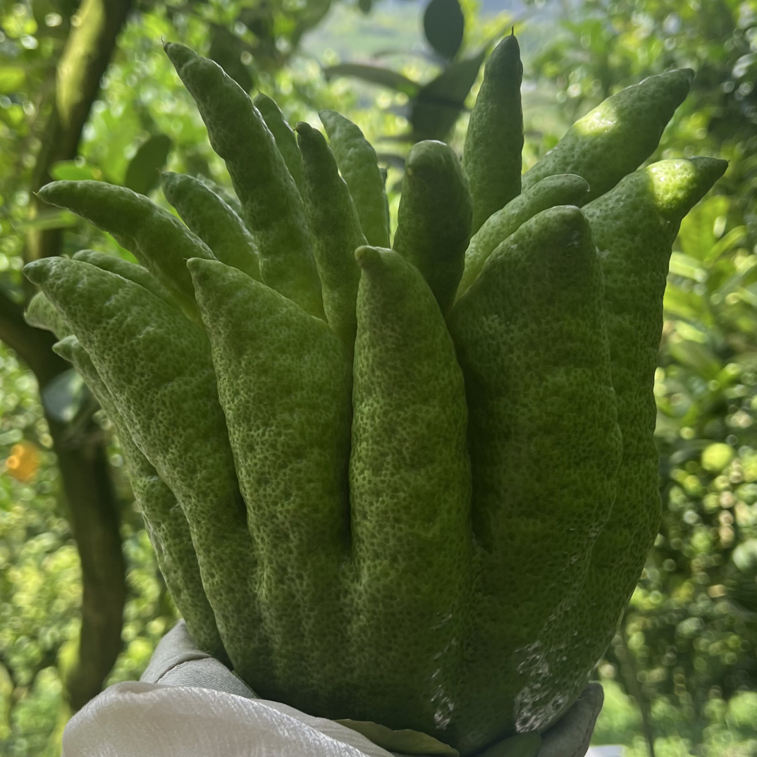2500g 云南高山佛手柑佛手果可观赏食用清供闻香把玩直采直发