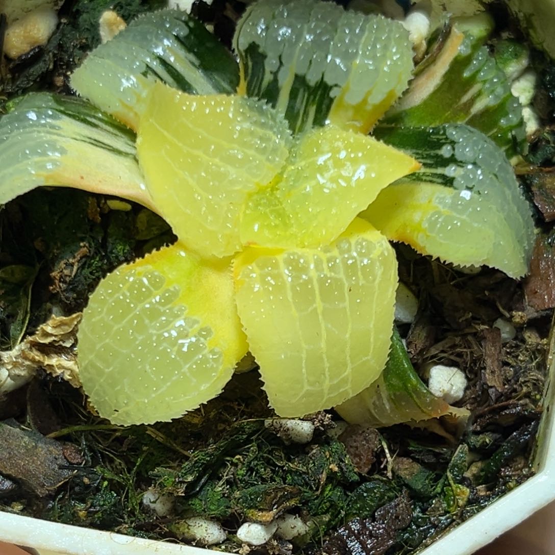 恭喜发财大吉大利0445