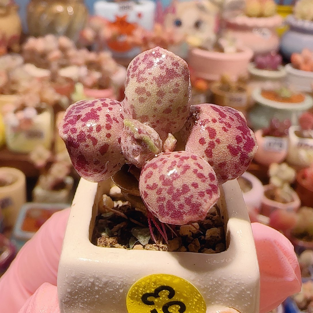 T可爱粉丸盆口2.5cm