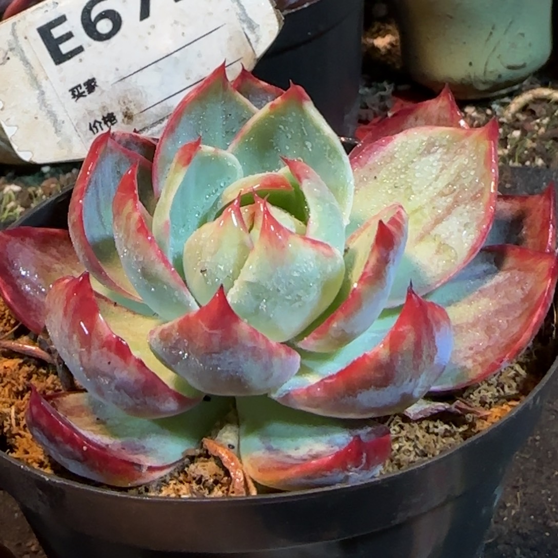 花脸惊鸿一物一拍包装收缩花旱672