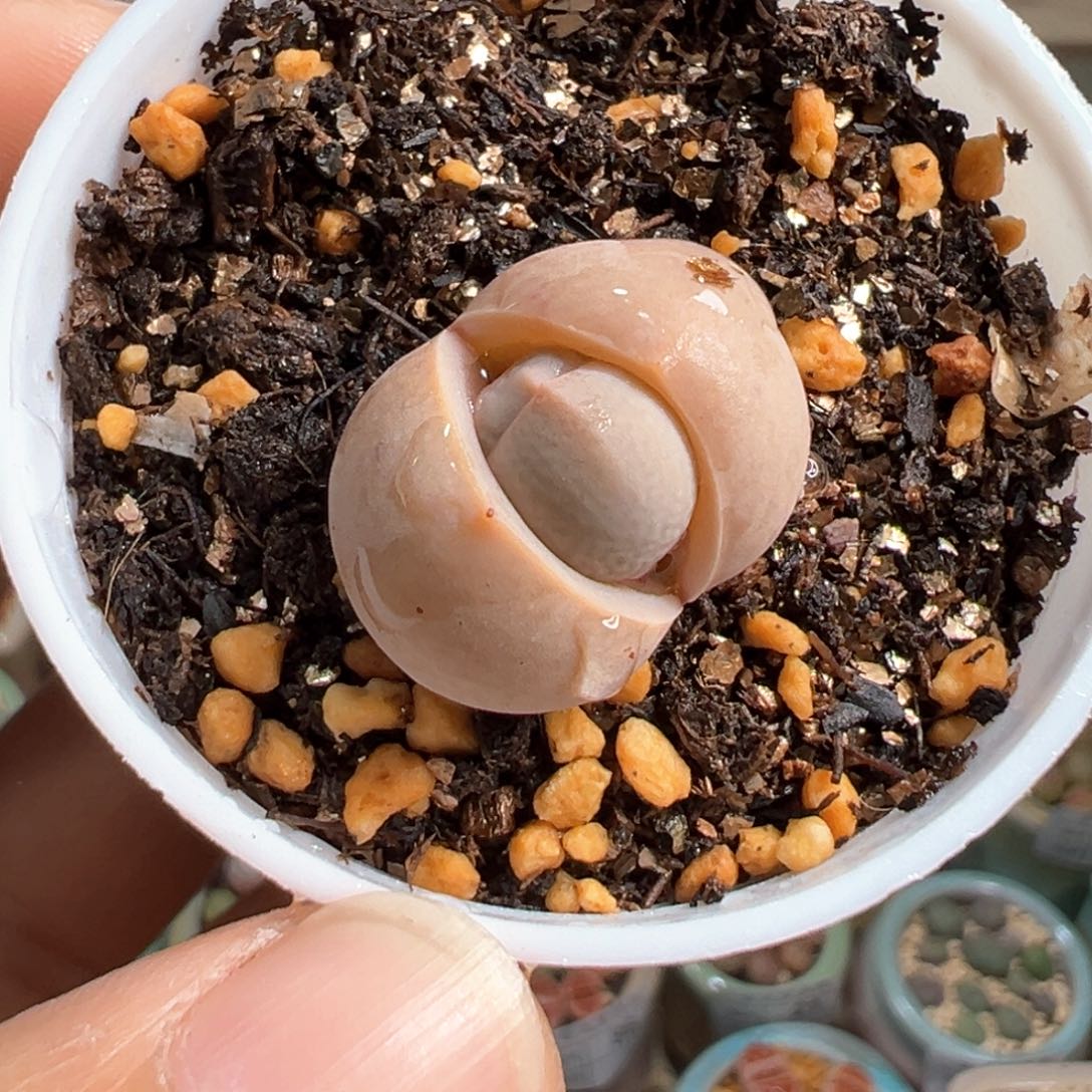 多肉植物103号高尔夫