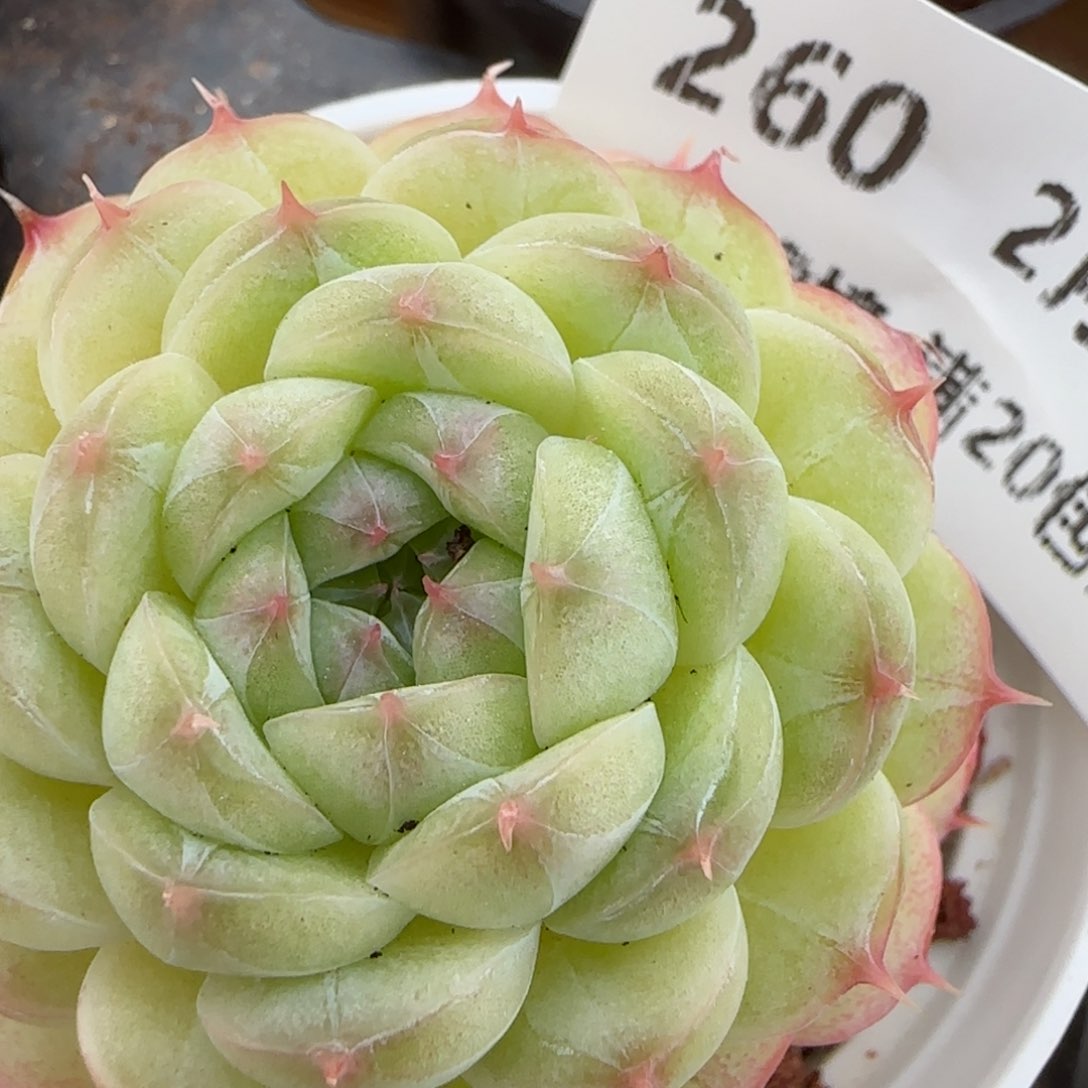 花语逸镜0207-260