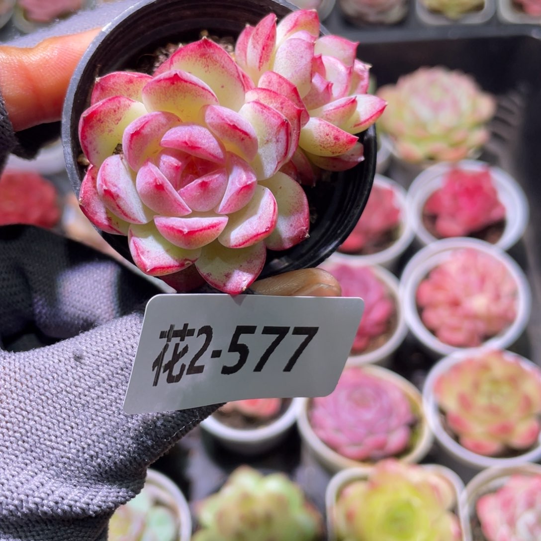 花利美2-577女王玫瑰