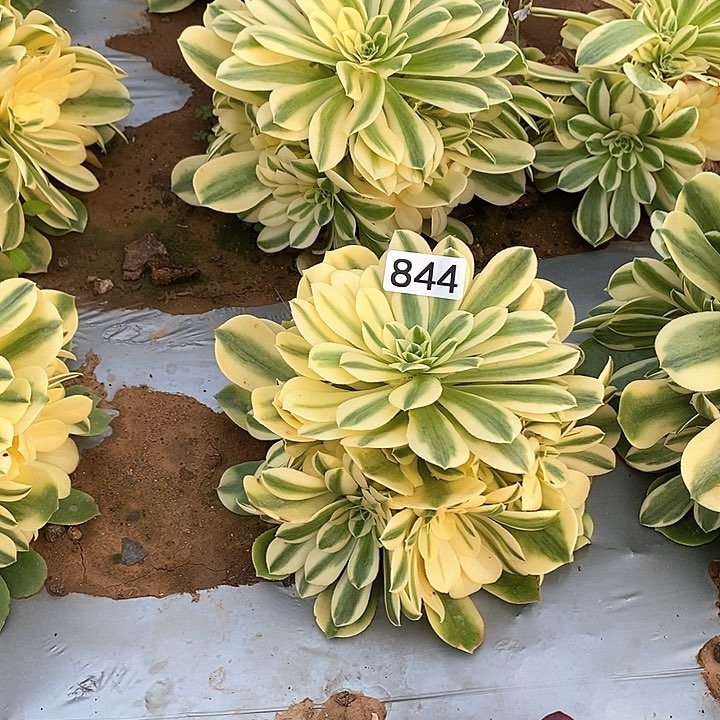 多肉植物法师844欣尼亚