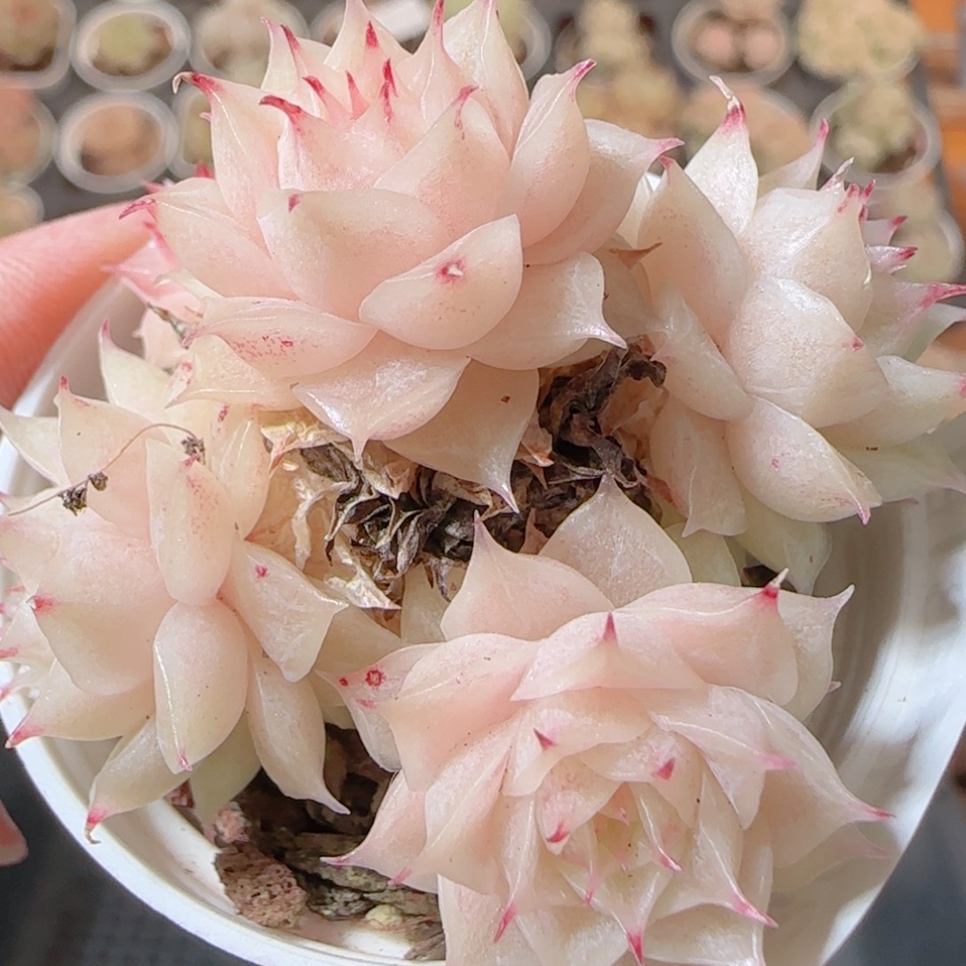 花语多肉1231-139散