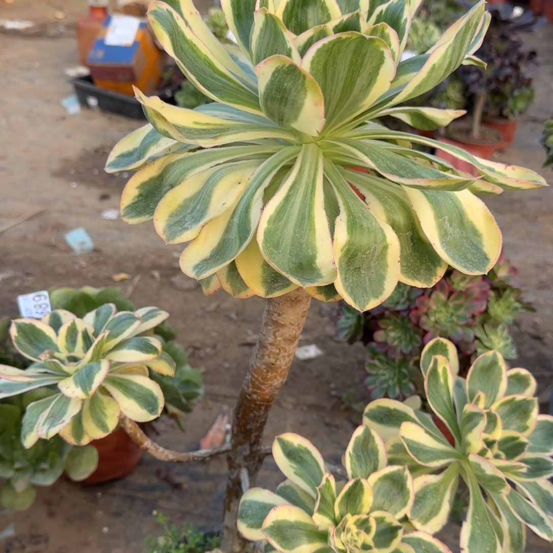 艳姿锦四年孤品包邮断枝不包