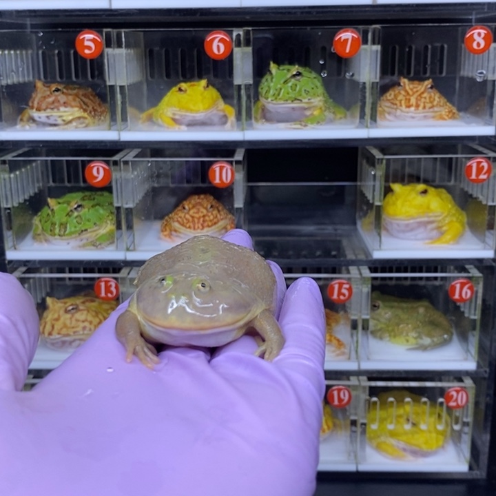 角蛙恭喜发财大吉大利