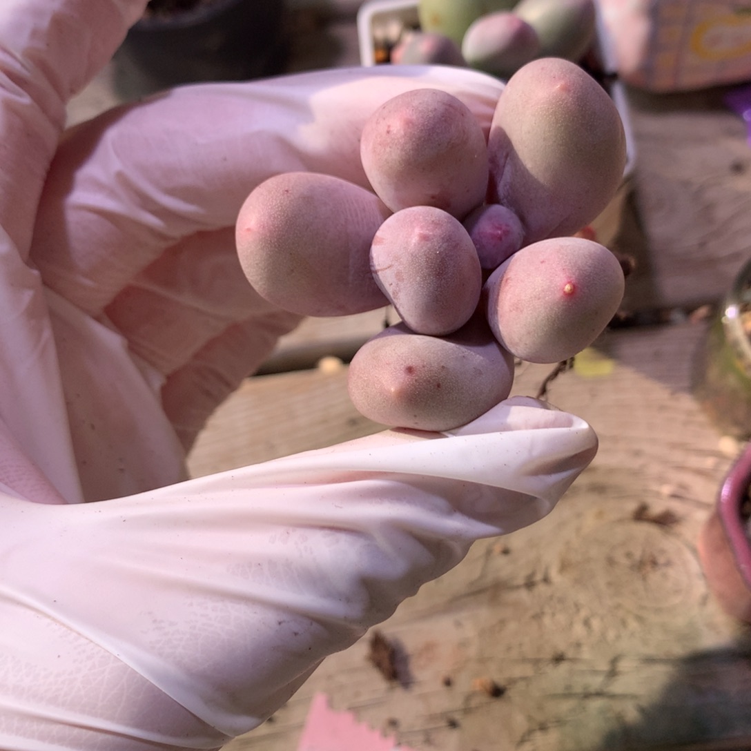 米可奶酪多肉有点粉色的