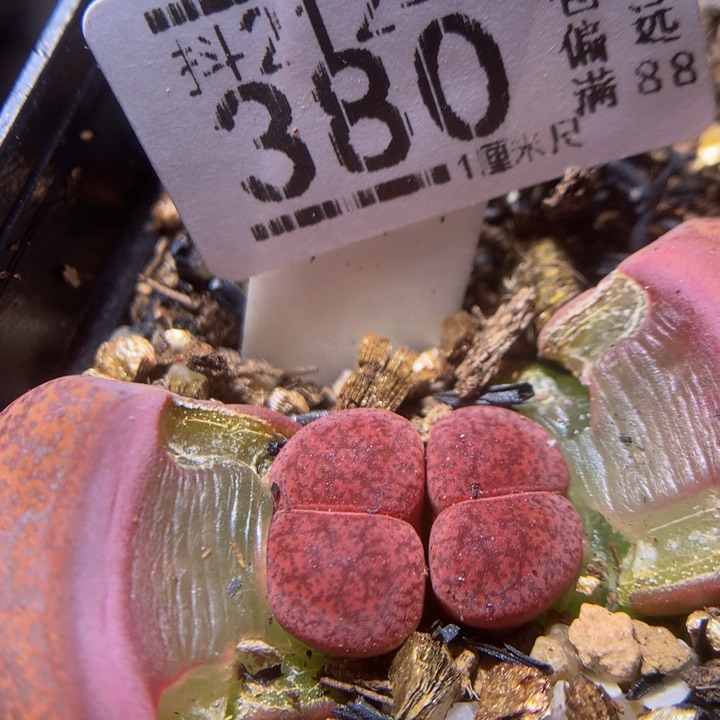 元宵节快乐212.380