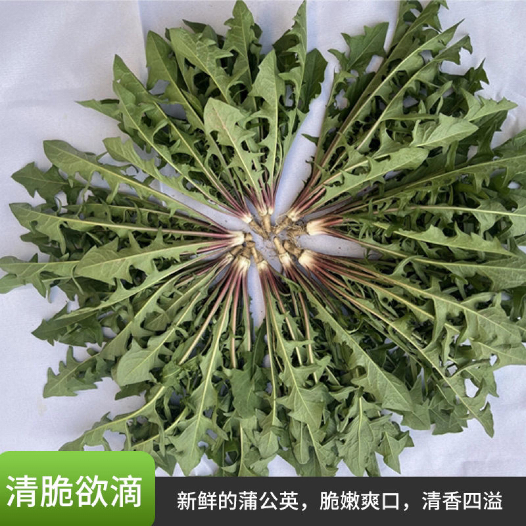【顺丰包邮】新鲜带短根蒲公英婆婆丁天然野菜纯山野菜嫩叶