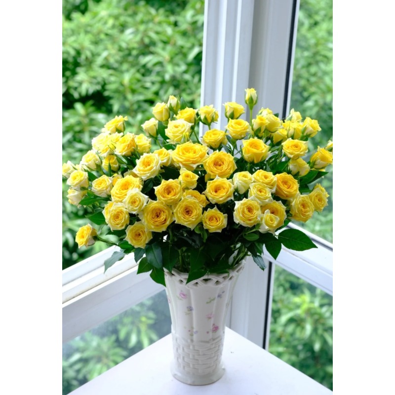 小朱【娃娃公主】多头玫瑰真花 鲜切花一单中通 拍够任意两单鲜花顺