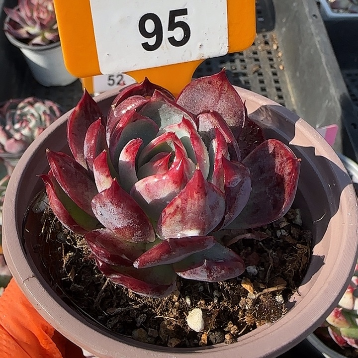 95 惊鸿仙子多肉植物7-9cm