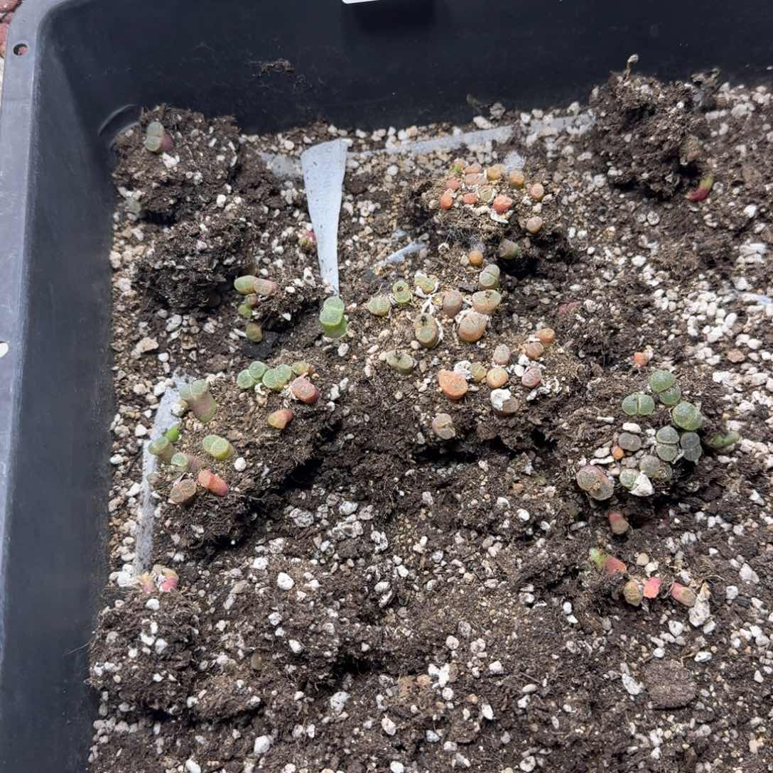 A121 1453.9 粉樱风铃脱土