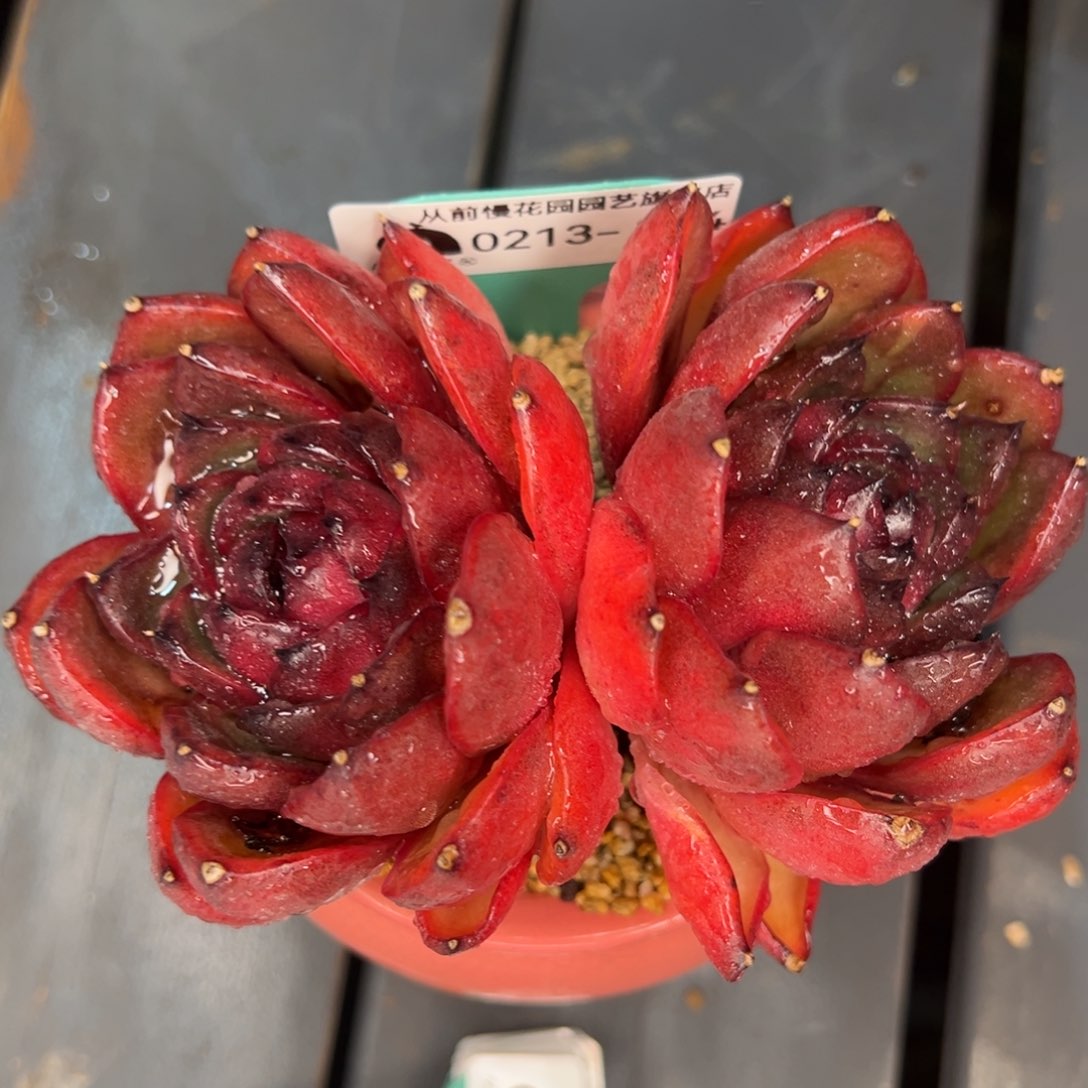 从前慢多肉精选编号0213.264