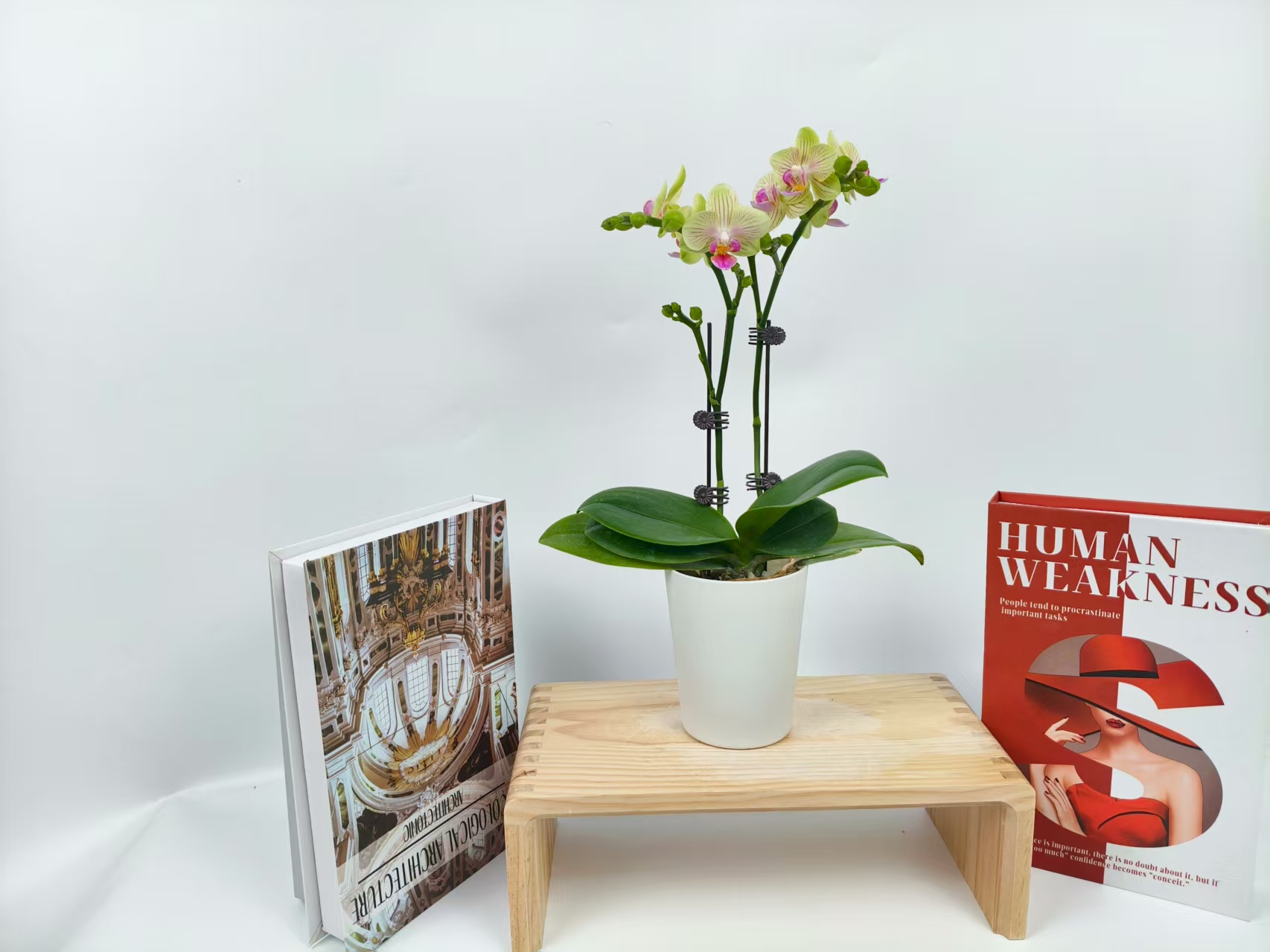 蝴蝶兰【绿星】花苗盆栽带花剑花苞客厅室内四季好养观赏花卉