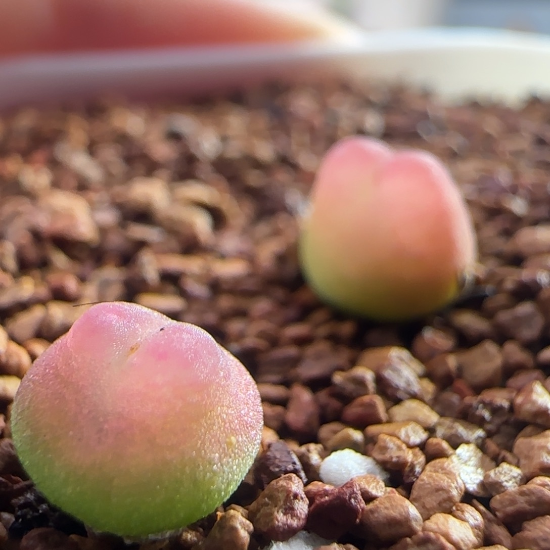 1630/尺寸0.7+/三年半登登/