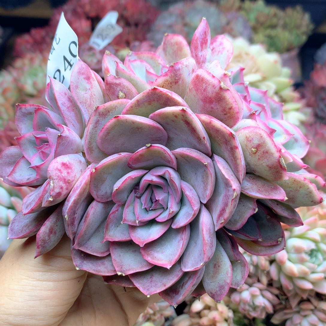 1240杂交多肉植物