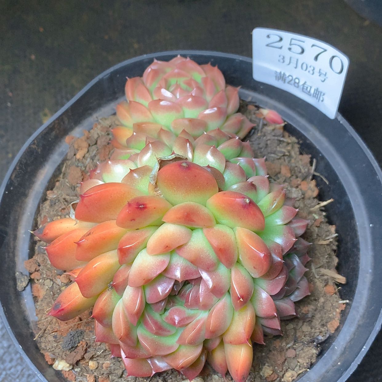 【闪购商品】云2570