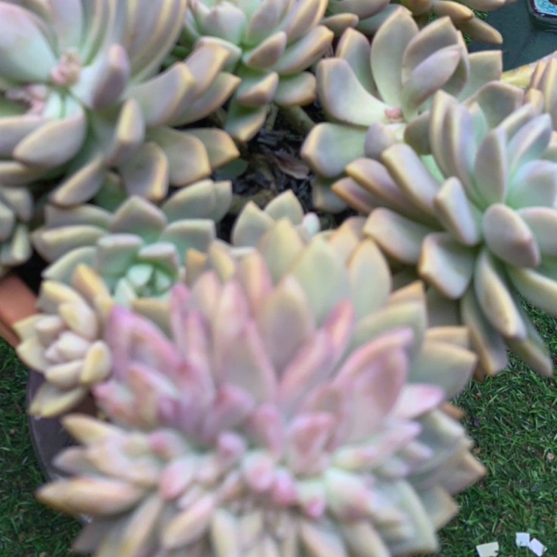 淡雪多肉植物老桩室内好养绿植净化空气