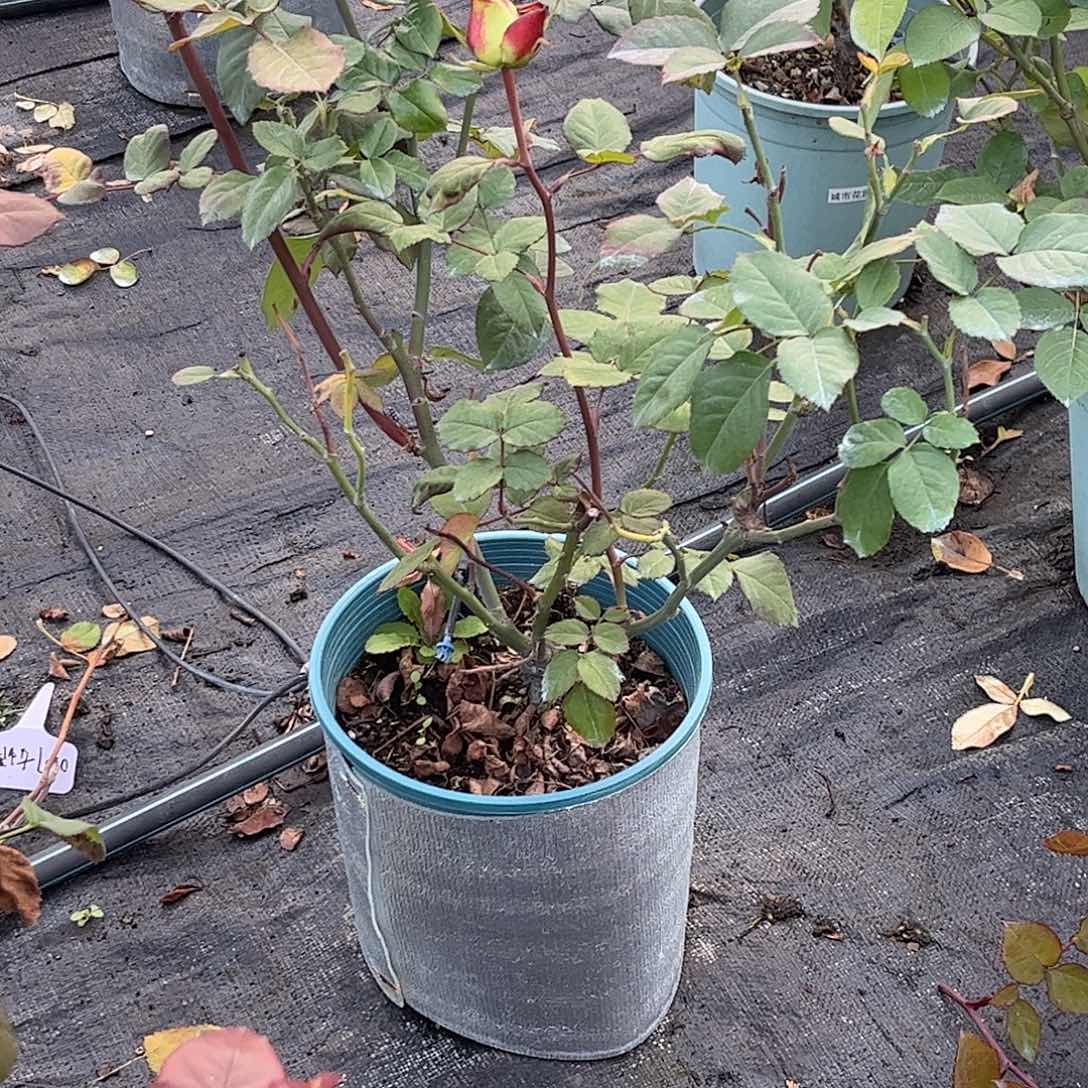 无花朵女皇陛下，1.8加仑土球修剪发货