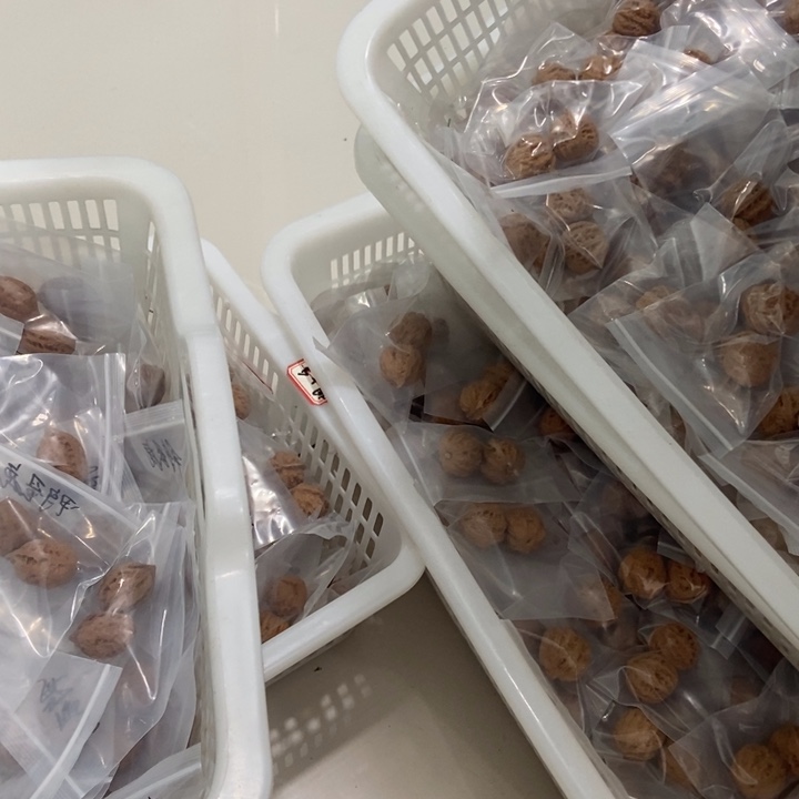 吊坠文玩核桃一单5对秋子