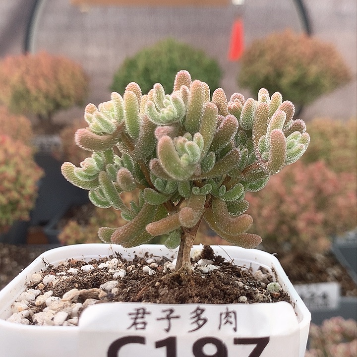 c197冰晶杂橙叶枝干番杏